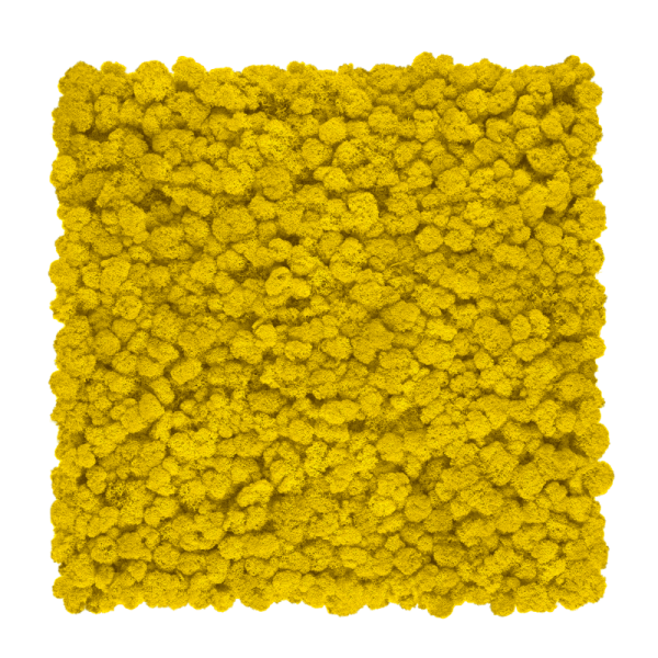 Purified Reindeer Moss Yellow 2 kg FINNISH